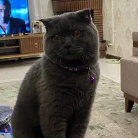 گربه اسکاتیش فولد