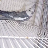 عروس هلندی وات فیس