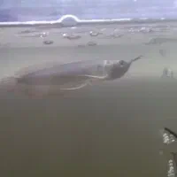 آروانا سیلور