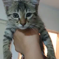 بچه گربه واگذاری