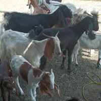 فروش ۵۵ بز به همراه ۴۲ بیگ