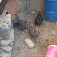 مرغ امروک