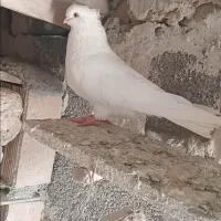 کبوتر سفید