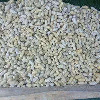 بادام زمینی درجه یک|عمده‌فروشی|جوانرود, |دیوار