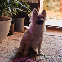 سگ پامرانیان خرسی۴ماهه