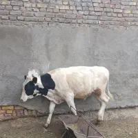 یک عدد گوساله نر