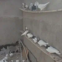 ۴۰ تا کبوتر طوقی