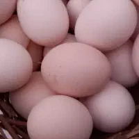 تخم مرغ محلی