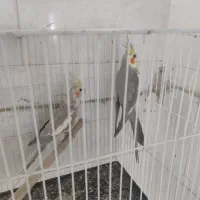 عروس هلندی آهویی