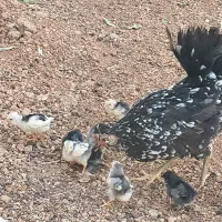 جوجه مرغ و خروس گلین|حیوانات مزرعه|شیراز, شهرک گلستان|دیوار