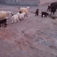 میش جملی|حیوانات مزرعه|زیرکوه, |دیوار