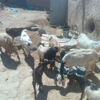 بز و نربز پاکستانی