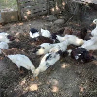جوجه اردک و قوغازو خروس محلی