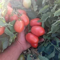 گوجه فرنگی ربی