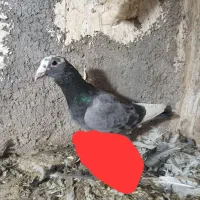 دو تا حیوان قلدر