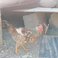 مرغ|حیوانات مزرعه|رودان, |دیوار