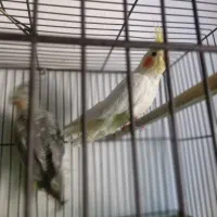 عروس هلندی نر و ماده|پرنده|کرمانشاه, |دیوار