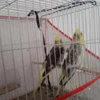 یک جفت عروس هلندی