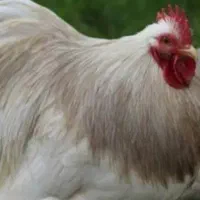 مرغ تخمگذار کوشین خروس کوشین