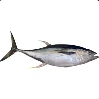 فروش عمده ماهی گیدر تازه صید روز