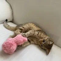 واگذاری گربه|گربه|رشت, استادسرا|دیوار