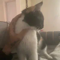 گربه واگذاری فوری با تمامی وسایل|گربه|هشتگرد, فاز ۷ مهستان|دیوار