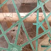 فروش بلدرچین
