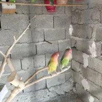 سلام دوستان عزیز چند جفت طوطی برزیلی برای فروش