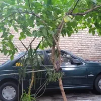 پژو آردی مدل ۸۵|خودرو سواری و وانت|تهران, راه آهن|دیوار