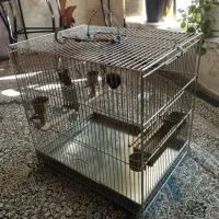 سیره قفس|پرنده|بروجرد, |دیوار