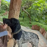 توله سگ شکاری آلمان با اصالت تمام