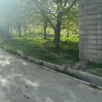 فروش باغ گردو درروستای چنارستان|فروش دفتر صنعتی، کشاورزی، تجاری|بروجرد, |دیوار