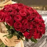 فروش عمده رز هلندی تازه (شاخه‌ای)