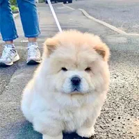 سگ چاو چاو|سگ|تهران, درکه|دیوار