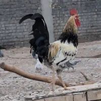 خروس محلی