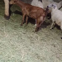 بز رشتی دوقلو زا