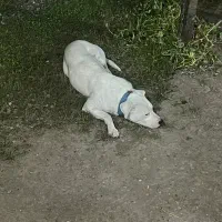 واگذاری دوگو داگو آرژانتین