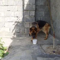 ژرمن شپرد شولاین