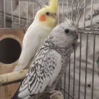 دو جفت عروس مولد