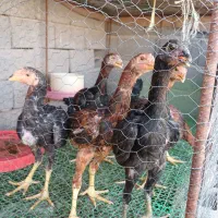 جوجه لاری اصیل