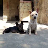 واگذاری توله سگ شیواوا و اشپیتز