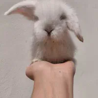 بچه خرگوش های اصیل لوپ ترکیش چشم آبی