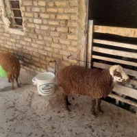 ۳عدد بره ماده داشتی