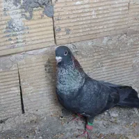 کفتر