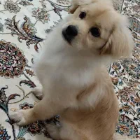 واگذاری سگ پامر اشپیتز 4ماهه نر