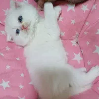 گربه بریتیش اسکاتیش