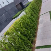 باغبانی هرسکاری کودهی.دماوند.بومهن.رودهن.پردیس|خدمات باغبانی و درختکاری|آبسرد, |دیوار