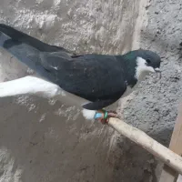 کبوتر|پرنده|اقبالیه, |دیوار