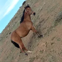 مادیان 16ماهه