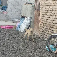 سگ پاپی پاکوتاه